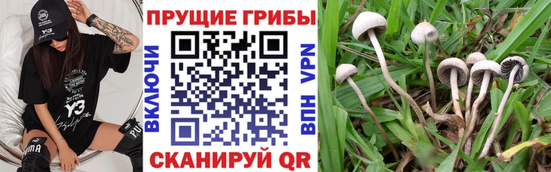 как найти   KRAKEN   Псилоцибиновые грибы Magic Shrooms  Луга 